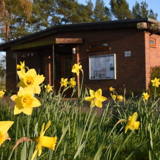 Daffodils in front of Bournheath Village Community Centre